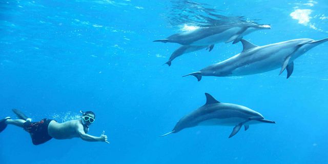 Exclusive day package swimming with dolphins lunch quad (2)